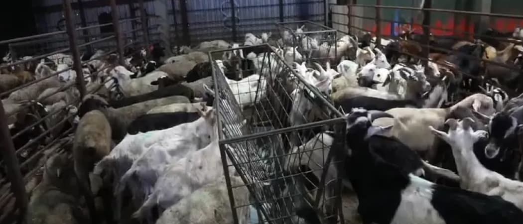 ENA Meat Packing Corp.