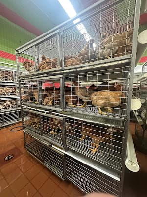 American Halal Live Poultry