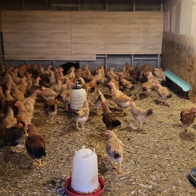 HalalCo Meats Farm