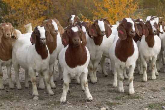 Midwest Zabiha Halal Slaughterhouse