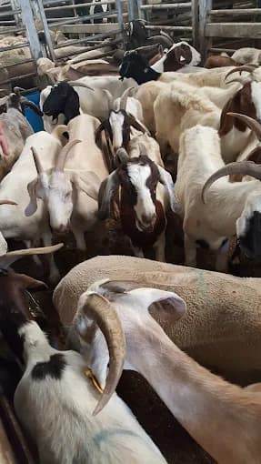 Photo of Mecca Halal Meats Inc