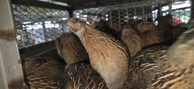 Photo of Sultan Halal Poultry