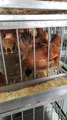 Photo of Sultan Halal Poultry