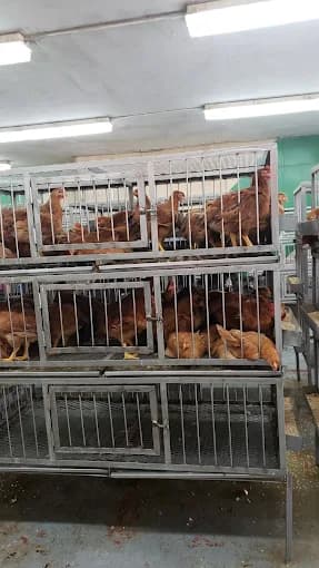 Photo of Sultan Halal Poultry