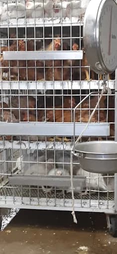 Photo of E 240 Halal Live Poultry ذبايح نيوورك