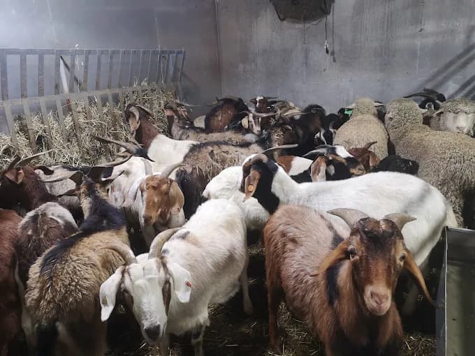 Photo of Jamaica Live Poultry Corp