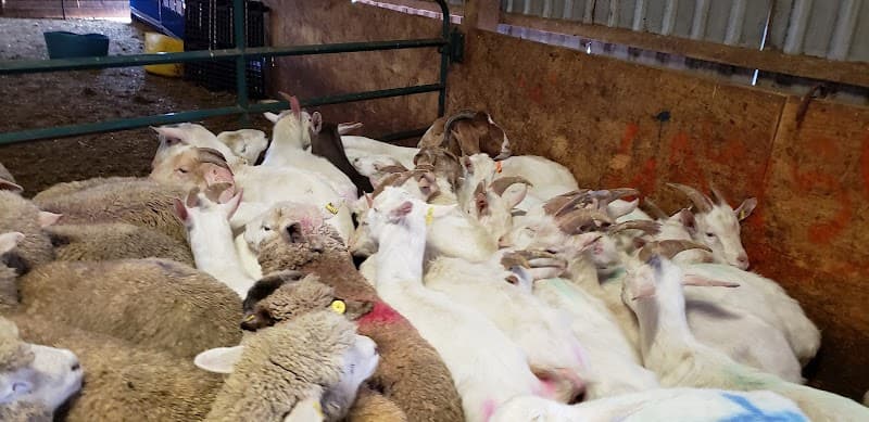 Alliston Halal Meat Packers