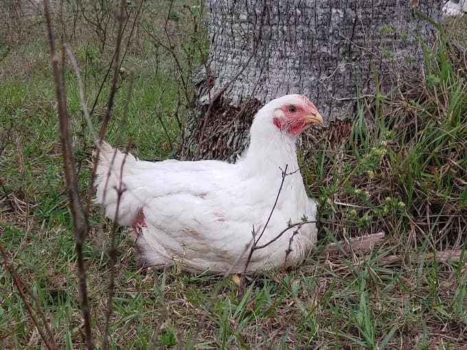 MoonShade Ranch in Clewiston