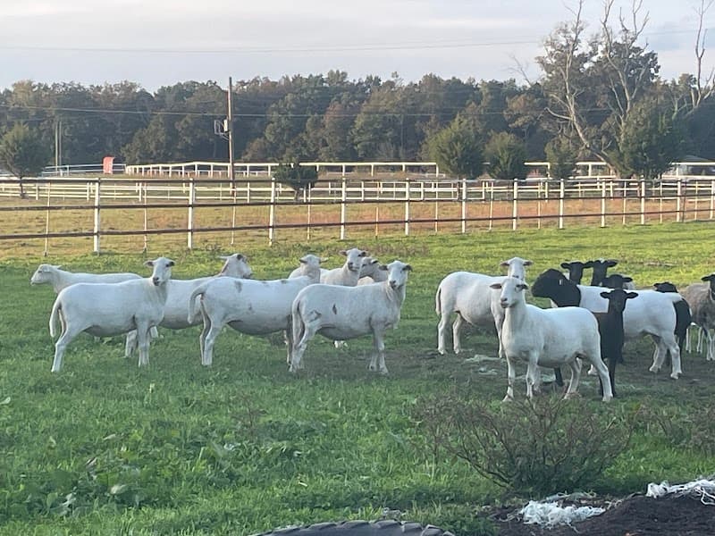 Kashrum Farms in Weymouth