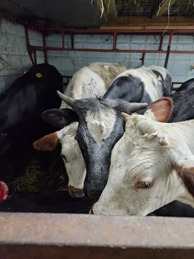 Photo of Beit Almaqdis Live Poultry
