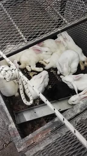 Photo of Beit Almaqdis Live Poultry
