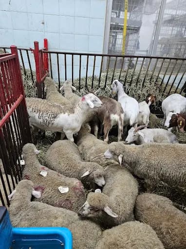 Photo of Beit Almaqdis Live Poultry