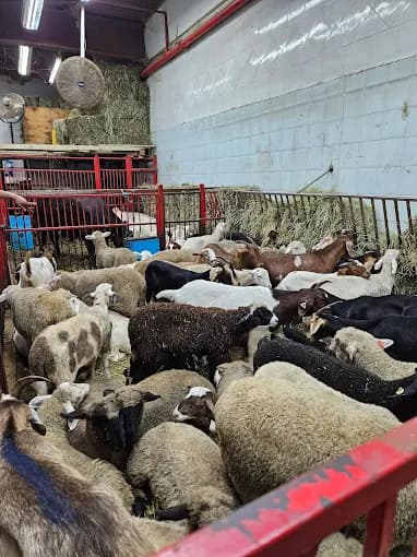 Photo of Beit Almaqdis Live Poultry