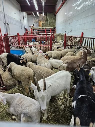 Photo of Beit Almaqdis Live Poultry
