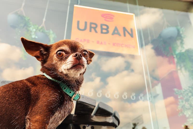 Urban Grill