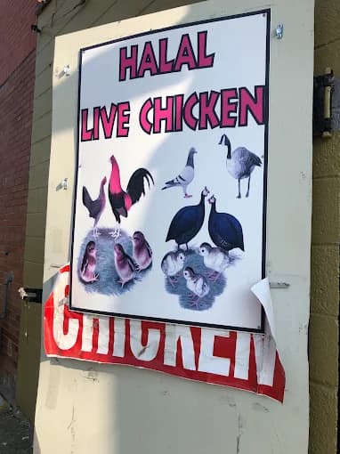 Halal Live Chicken