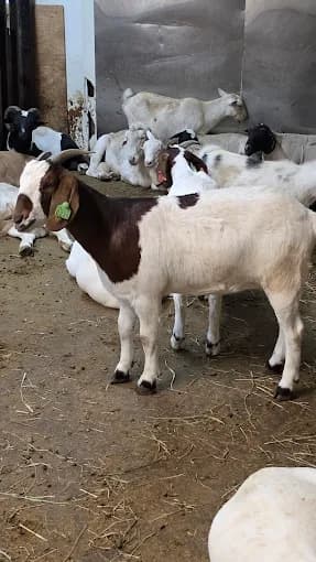 Photo of Madinah Custom Halal Meat