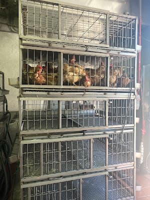 Al-Wadi Halal Live Poultry