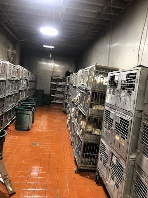 Jamaica Archer Halal Live Poultry & Meat