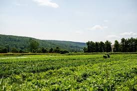 Norwich Meadows Farm