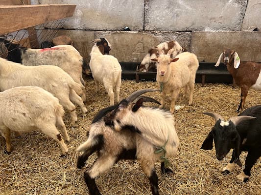 JB Farms (Do-It-Yourself Slaughter)