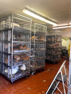 Fort Hamilton Poultry