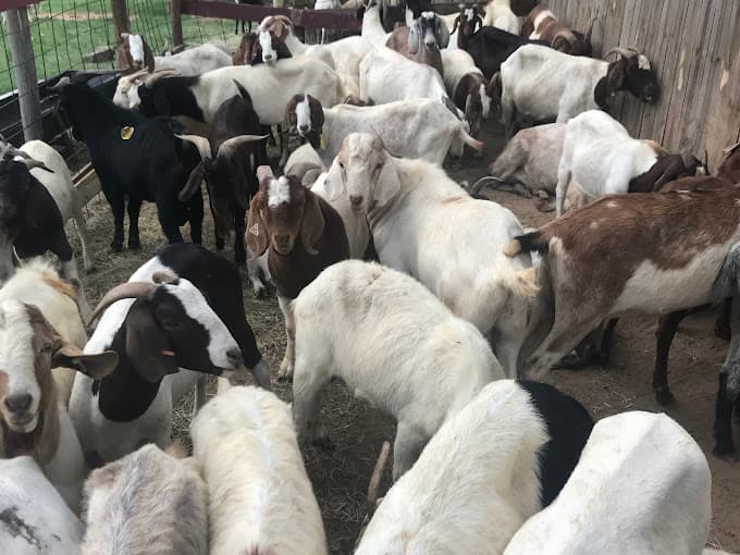 Photo of Selam Farms