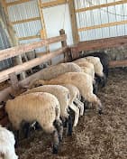 Photo of Bismi Allah Farms Halal Meat