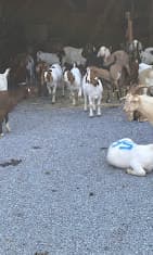 Photo of Balady Farm