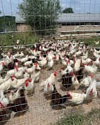 Photo of Balady Farm