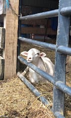 Photo of Bismi Allah Farms Halal Meat