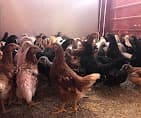 Photo of Bismi Allah Farms Halal Meat