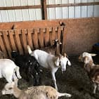 Photo of Balady Farm