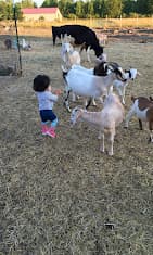 Photo of Shean Farms