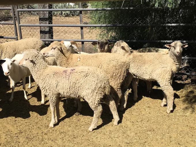 Photo of Zabeeha Farms