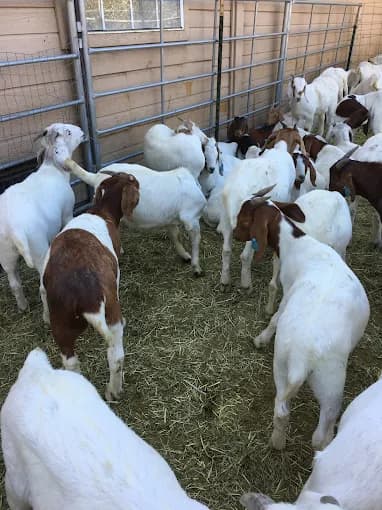 Photo of Zabeeha Farms