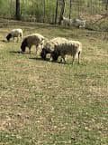 Photo of Selam Farms