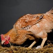 Photo of Madani Halal Poultry