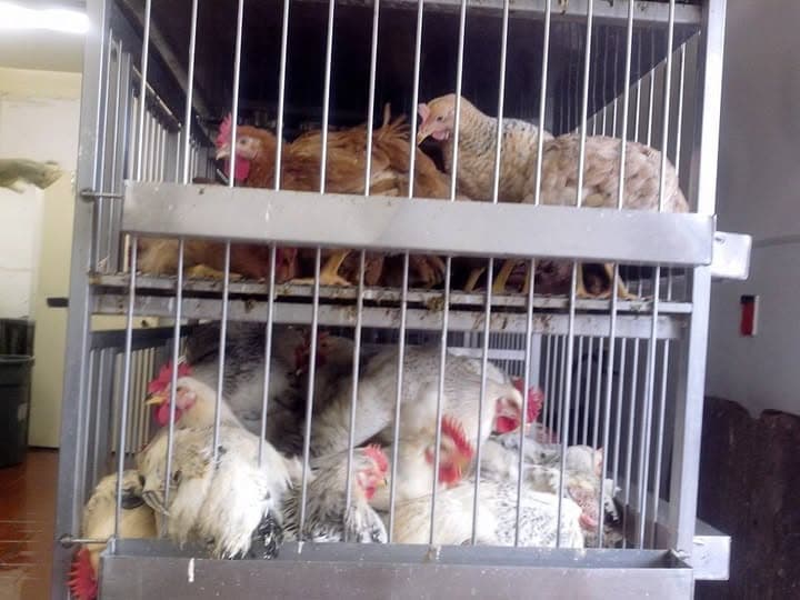 Photo of Fort Hamilton Poultry
