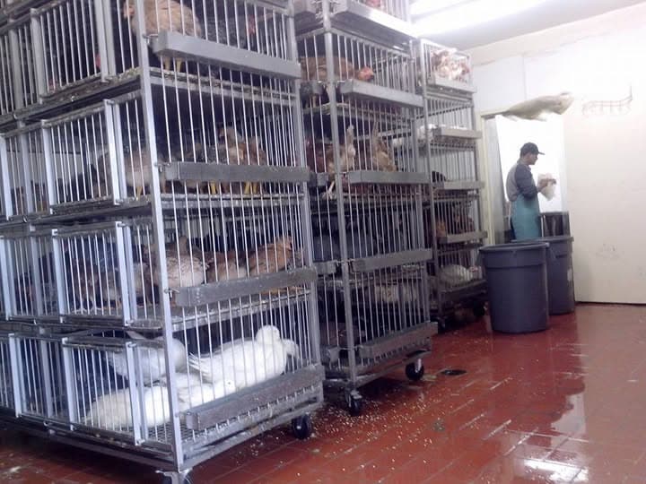 Photo of Fort Hamilton Poultry