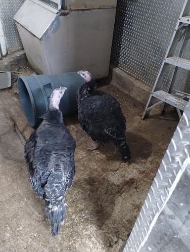 Photo of Alliance Poultry Farms