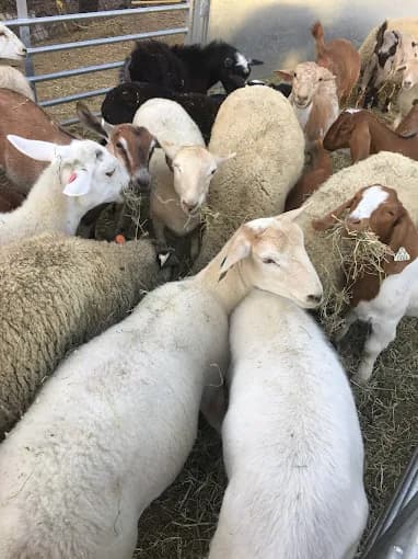 Photo of Zabeeha Farms