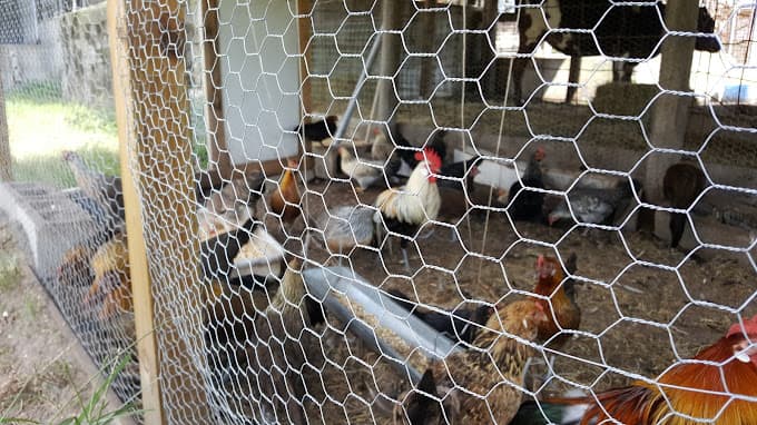 Photo of Ali Halal Meat