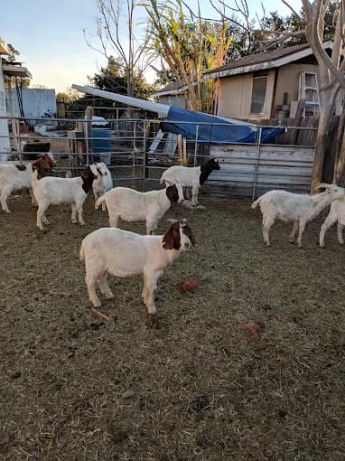 Photo of Zabeeha Farms
