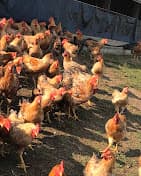 Photo of Balady Farm