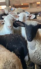 Photo of Bismi Allah Farms Halal Meat