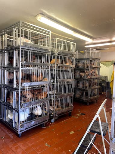 Photo of Fort Hamilton Poultry