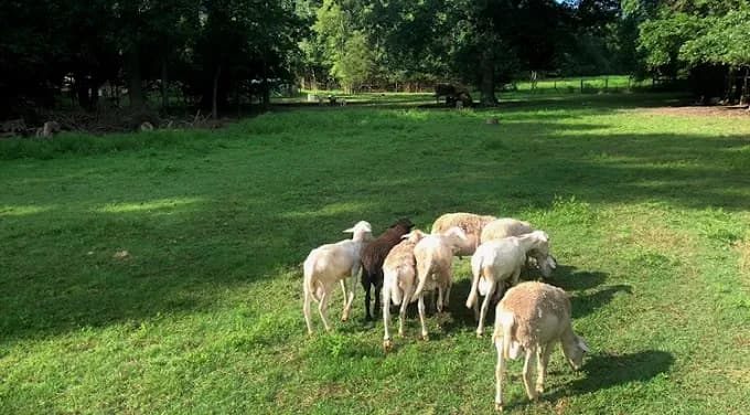 Photo of Fitrah Farms